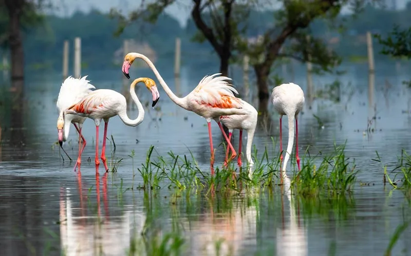 Bharatpur Bird Sanctuary Day Tour from Delhi