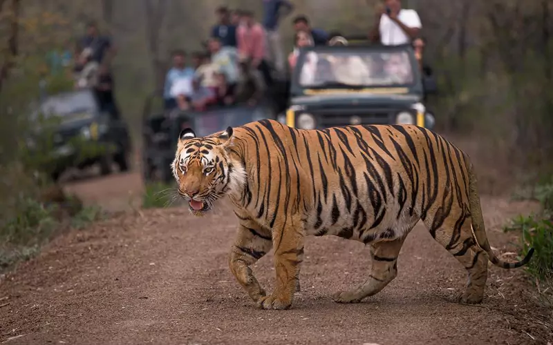 Golden Triangle Tour with Ranthambore Tiger Safari